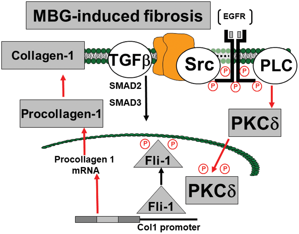 Figure 1. MBG induces collagen-1 synthesis via PKCδ-induced suppression of Fli1