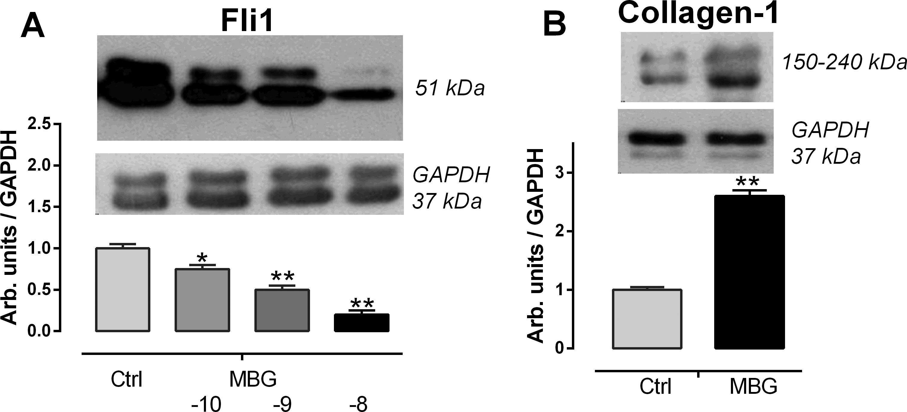 Figure 2. Effect of MBG on Fli1 and collagen-1 in human umbilical arteries
